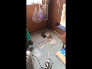 best котята на даче рожденные две кошечки оставшихся best