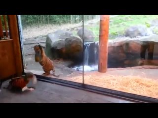 best подборка самих милых видео за ноябрь 2013 кормушка уникальное фото видео приколы гифки best