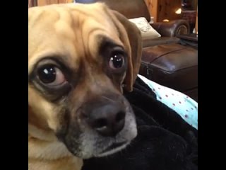 best не хотелось тебе этого говорить но ты молодые кормушка уникальное фото видео приколы гифки best