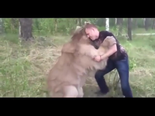 best медведь и его ручной человек решили побороться best