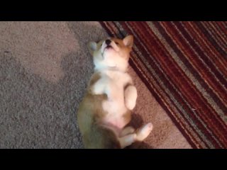 best щенок породы корги устал и засыпает corgi puppy betty is tired and asleep wake up puppy best