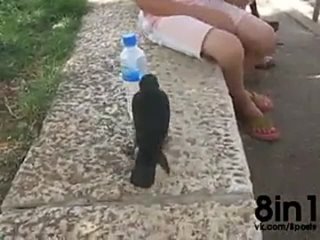 best птицу покормили и она просит попить видя пластиковую бутылку с водой a very smart bird thirsty crow comes to best