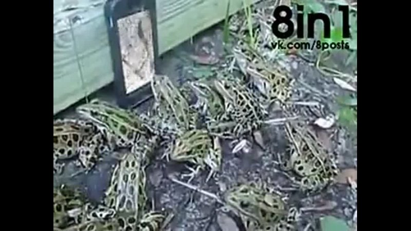 best куча лягушек собирается у смартфона с видео с дождевым червём frogs watching video with rain worms on a smartphone best