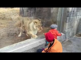 best львица за стеклом в зоопарке очень хочет попасть к мальчику lion tries to eat baby through the glass at the porn best
