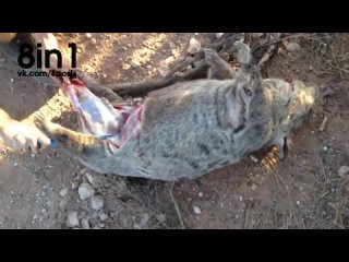 best парень в лесу вытаскивает маленького вомбата из утробы мёртвой матери a man takes a wombat baby belly of his best