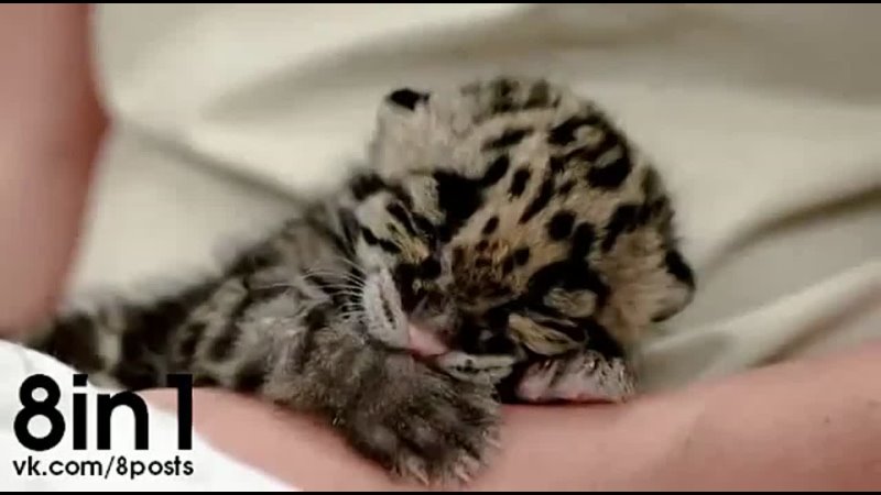 best маленький котёнок дымчатого леопарда тампа флорида сша a baby clouded leopard born at tampas lowry park porn best