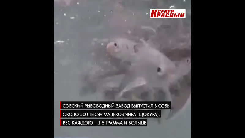 best в собь возле харпа отправили более полумиллиона мальков чира best