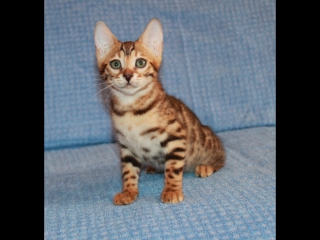 best бенгальская кошечка armana gold bengal yasmina ясмина в разведение best