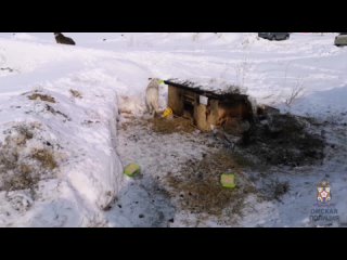 best полицейские разбираются в обстоятельствах происшествия в микрорайоне амурский 2 best