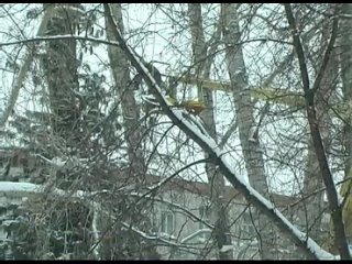 best на аллее возле колпашевского почтамта началось купирование тополей best
