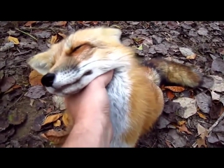 best человек и дикие молодые необычная дружба видео best