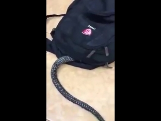 best ужас страшное видео змея заползла в рюкзак детям не смотреть шок супер прикол видео не секс не порно 18 best