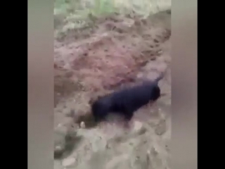 best молодые пашет на огороде смешное видео лучший прикол года ржака до слез мега ржач развод приколы интересное ужас best
