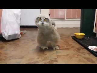 best очень смешная сова прикольное видео супер юмор молодые ржака до слез мега ржач развод приколы ужас шок юмор 18 best