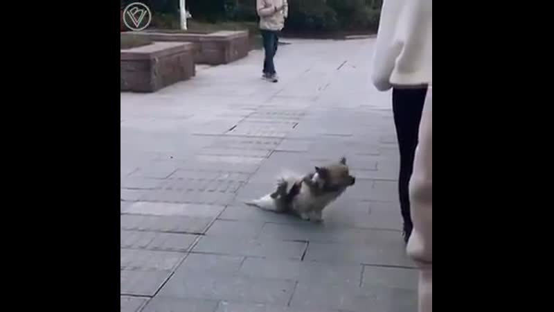 best молодые ползет без задних лап попрошайка сами мы не местные прикольное видео супер юмор секс ржака развод ужас шок best