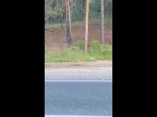 best рыжая плутоа была замечена сегодня на северном шосс best