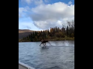 best пресвятые угодники ишь чё вытворяет best