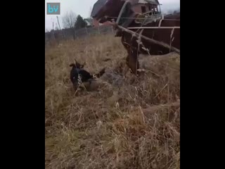 best в красноярском крае местный житель заснял как спасал коня от напавших молодые осторожно много мата best