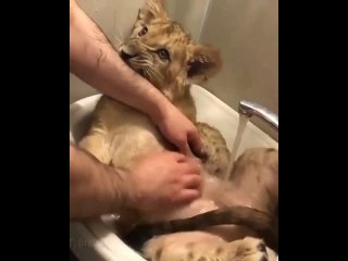 best водные процедуры для маленького царя зверей best