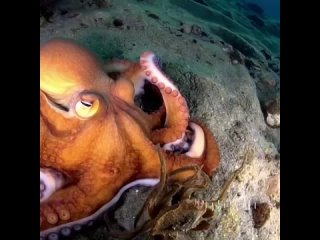 best openai представила новую нейросеть sora которая генерирует видео по текстовому запросу best