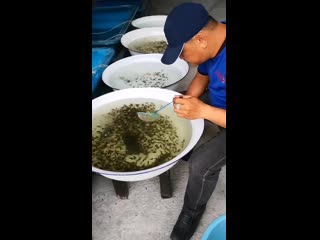 best albert wan малайзия сегодня25 сентября я начинаю выбирать маленькую рыбку её я должен продать best
