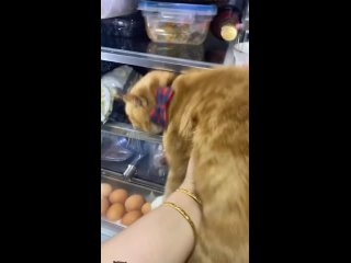 best надо воспользоваться моментом пока двуногий отвернулся best
