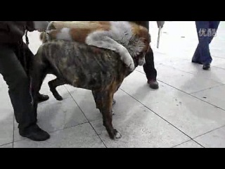 best собачьи бои канарский дог vs сао алабай best