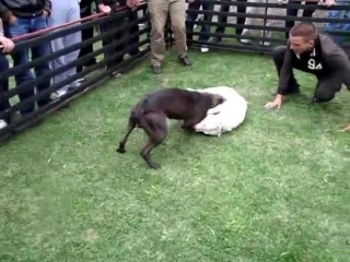 best собачьи бои питбуль albania kennels nexhi ch 3xw zhumpo best