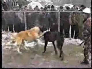 best каазский волкодав гороч vs метис немецкого дога и кв ягуар best