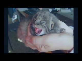 best новорожденные котята оказались сюрпризом для хозяина best
