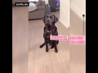 best лабрадор дарит надежду своей сестре с нарушением слуха и хозяйке с инвалидностью best