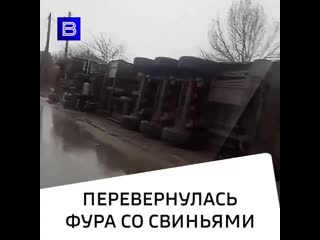 best на украине фура со свиньями снесла столб и перевернулась часть молодые разбежалась а остальные остались внутри best