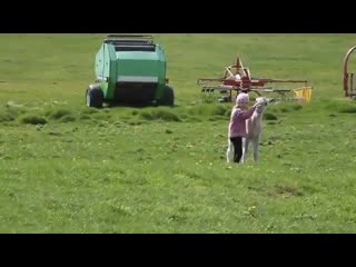 best little icelandic girl playing with a lost foal instant bffs best