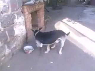 best у молодые появилась пятая нога best