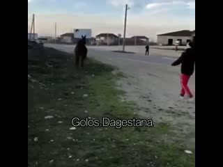 best жесть лошадь выбежала на дорогу произошло это после переезда поста дпс как заезжаешь в хасавюрт со стороны аксай best