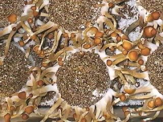 best lets grow mushrooms 1 1 getting started with brf cakes best