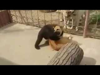 best медведь с некоторыми серьезными навыками борьбы bear with some serious wrestling skills best