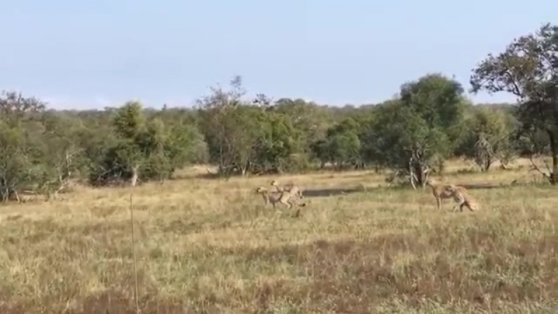 best леопард преследует пятерых гепардов leopard chase five cheetahs best