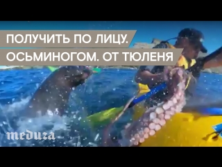 best получить по лицу осьминогом от тюленя best