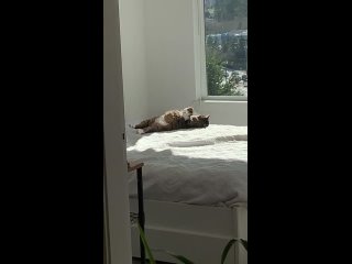 best солнце светит котлеты жарятся что еще нужно для счастья best