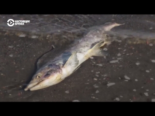 best гниющая рыба на камчатке что произошло best