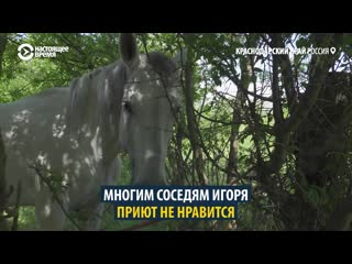 best как житель краснодарского края спасает ненужных лошадей best