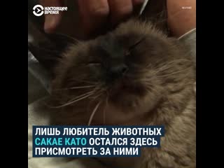 best японец 18 лет ухаживает за брошенными после аварии на фукусиме кошками best