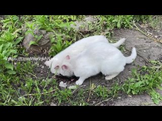 best кормите молодые в прифронтовых районах делайте добрые дела они страдают не меньше людей t medonbassinfograd best