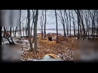 best курское направление работа российских операторов fpv по уничтожению блиндажей и опорников противника на фото best