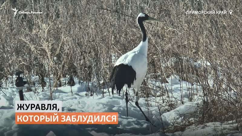 best потерявшегося японского журавля спасли в приморье best