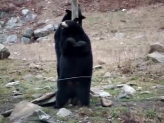 best funny bear pole dancing best