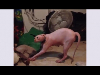 best smeagol naked cute and funny cat hates halloween costume go away you filthy creature best