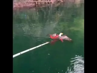 best рыбацкая бригада сняла это видео затяжной схватки между осьминогом и белоголовым орланом best
