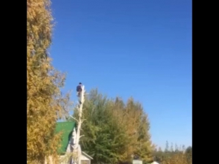 best спиливание удаление деревьев кустарника расчистка участков покос травы и вывоз любой сложности 8 920 211 76 22 best